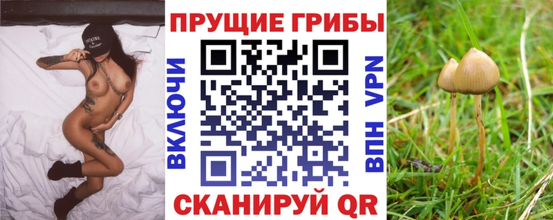 Псилоцибиновые грибы Psilocybine cubensis  Хабаровск 